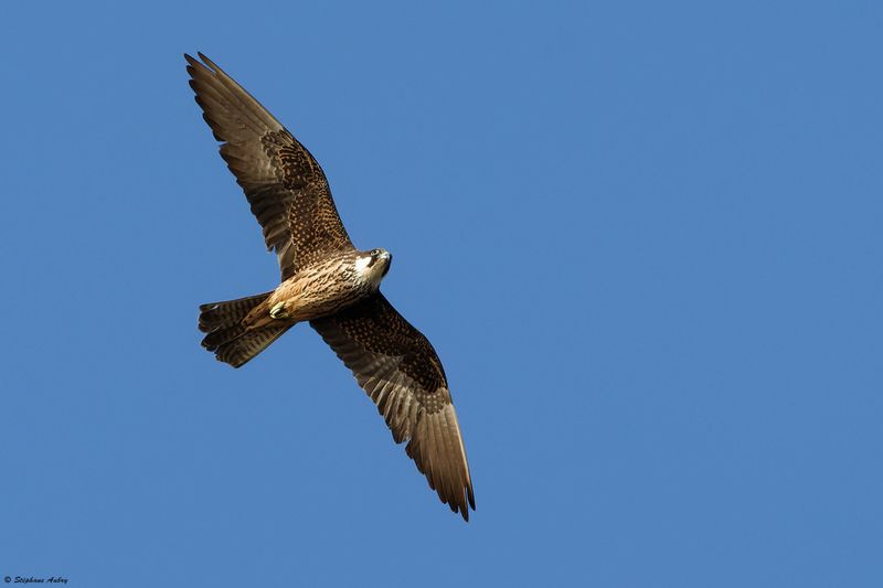 Faucon dElonore, Falco eleonorae