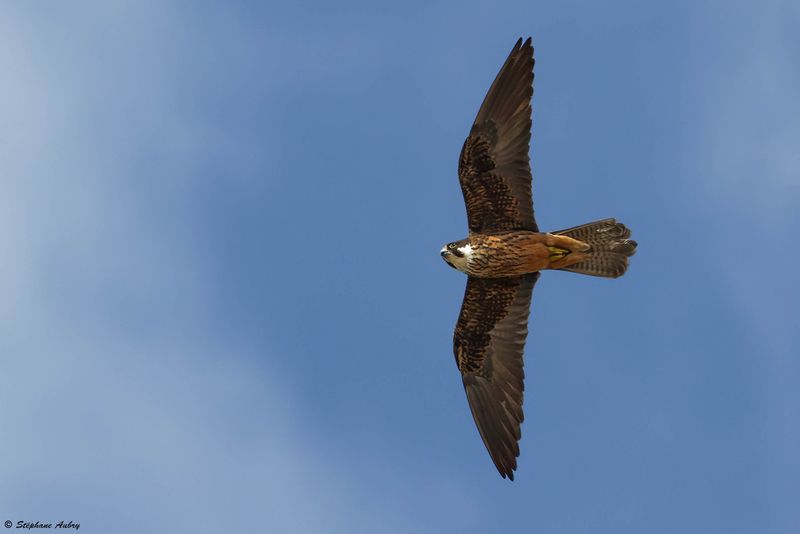 Faucon dElonore, Falco eleonorae