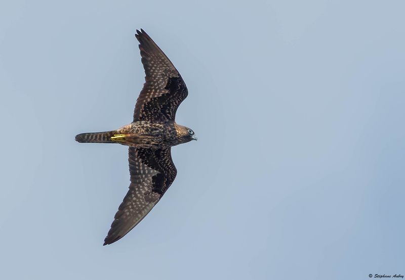 Faucon dElonore, Falco eleonorae