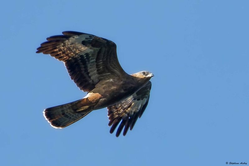 Bondre apivore, Pernis apivorus