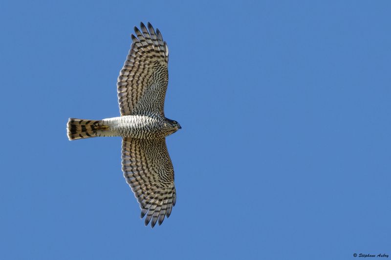 Epervier dEurope, Accipiter nisus