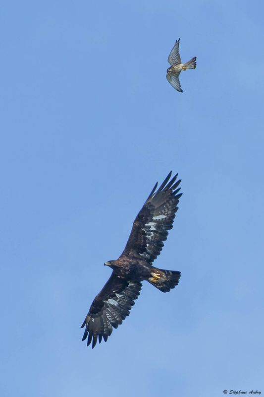 Aigle royal, Aquila chrysaetos