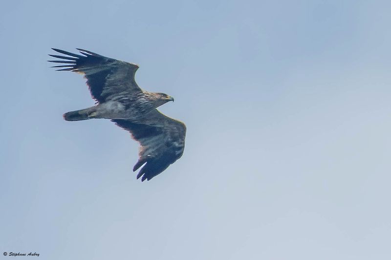 Aigle imprial, Aquila heliaca