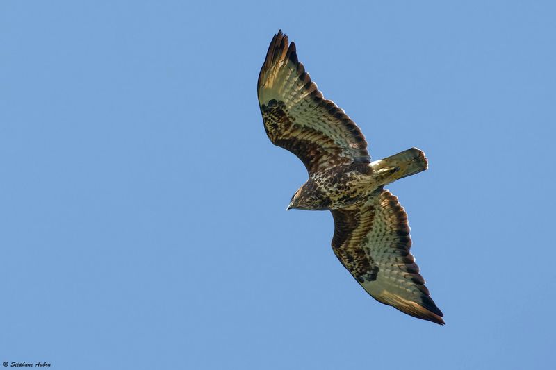 Buse des steppes, Buteo buteo vulpinus