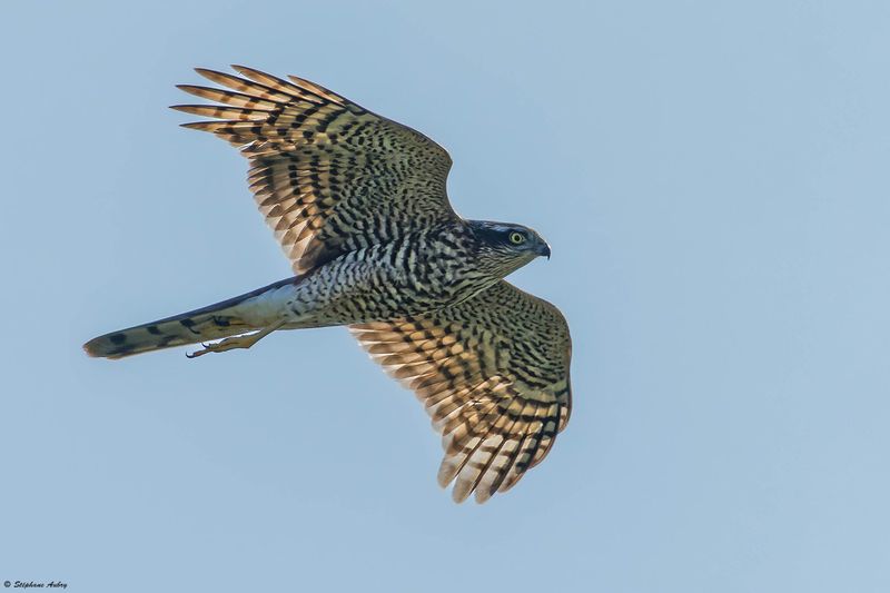 Epervier dEurope, Accipiter nisus