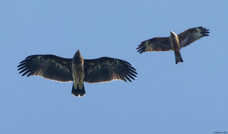 Aigle criard, Clanga clanga