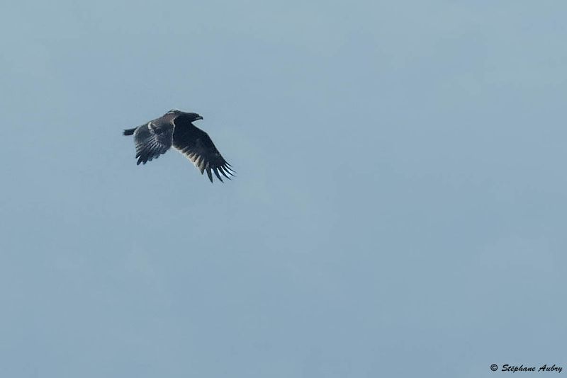 Aigle criard, Clanga clanga