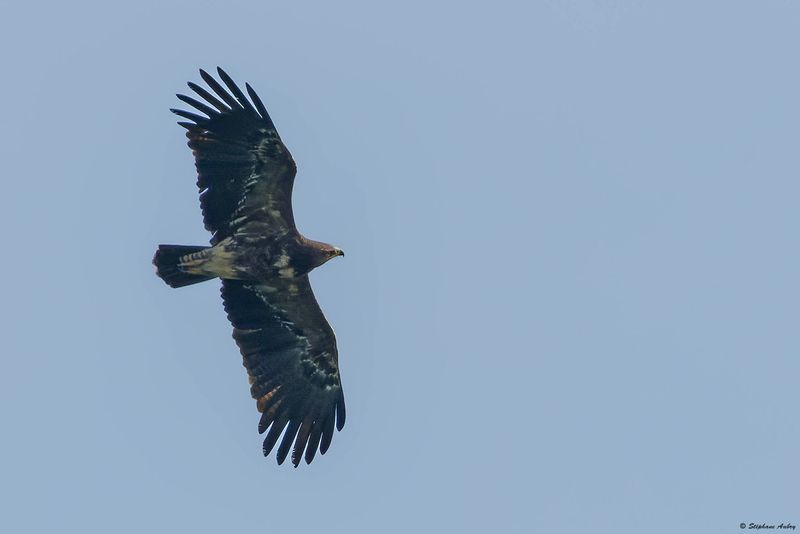 Aigle pomarin, Clanga pomarina