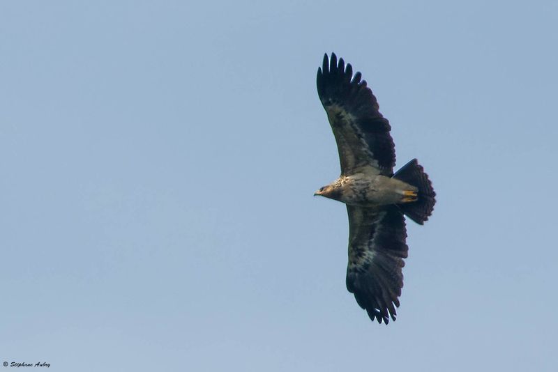 Aigle pomarin, Clanga pomarina