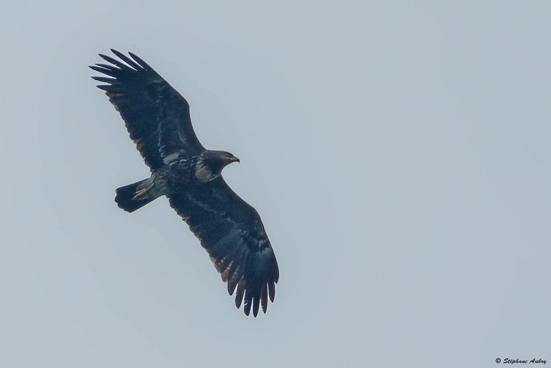 Aigle pomarin, Clanga pomarina