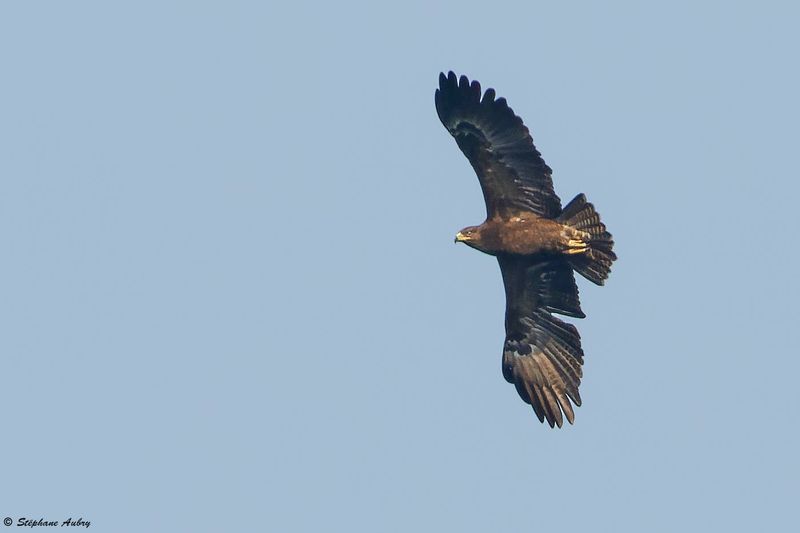 Aigle pomarin, Clanga pomarina