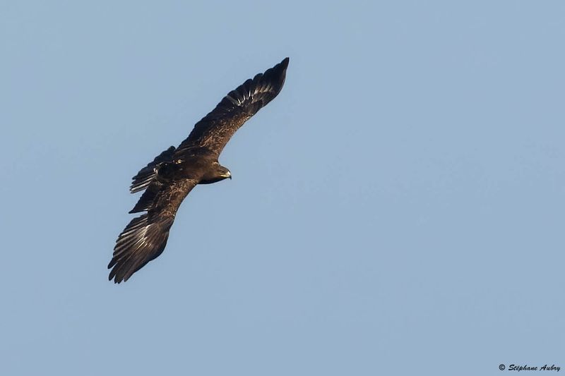 Aigle pomarin, Clanga pomarina