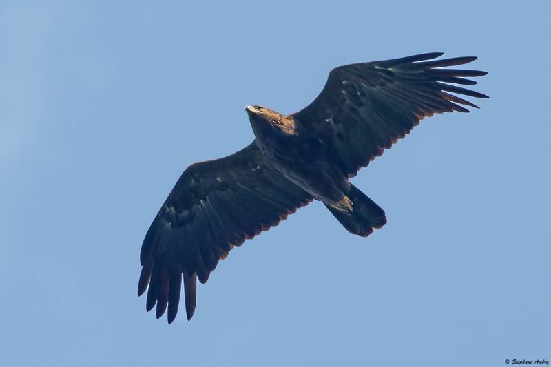 Aigle pomarin, Clanga pomarina