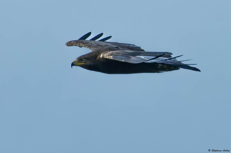 Aigle pomarin, Clanga pomarina