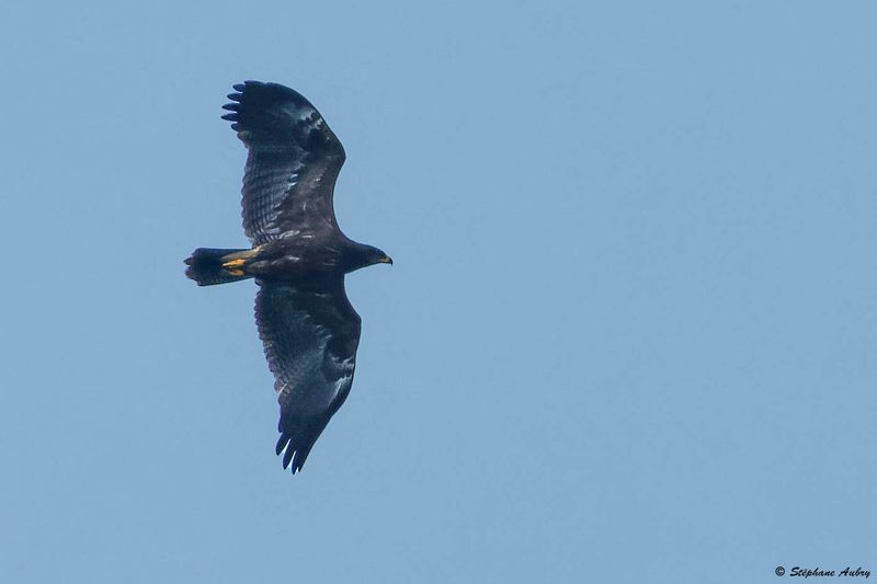 Aigle pomarin, Clanga pomarina