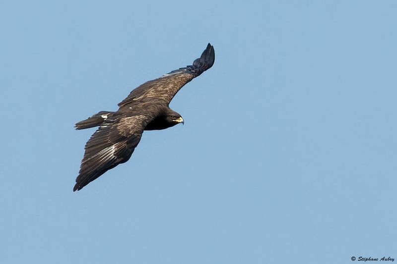Aigle pomarin, Clanga pomarina