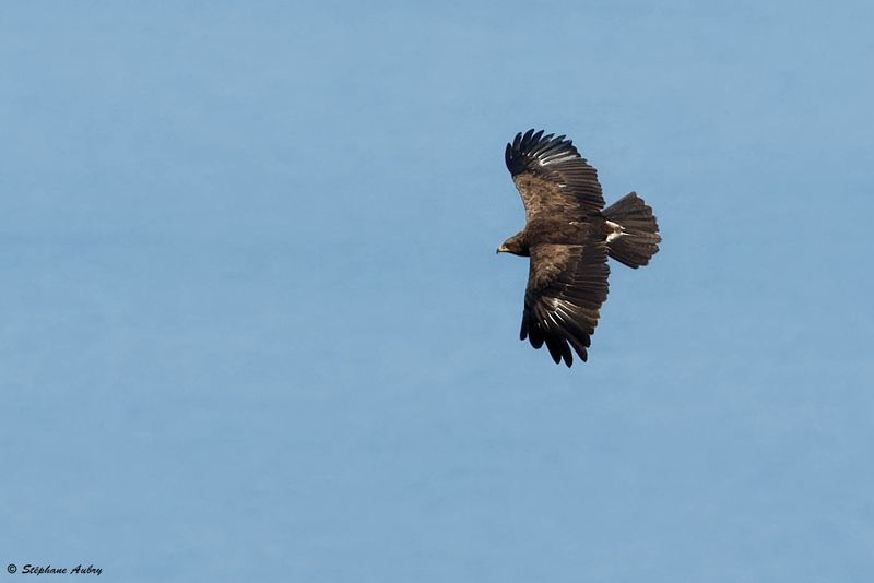 Aigle pomarin, Clanga pomarina