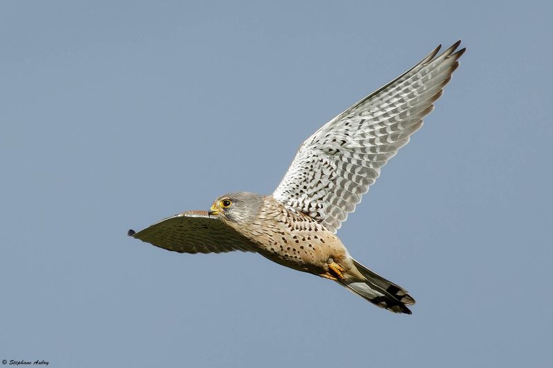 Faucon crcerelle, Falco tinnunculus