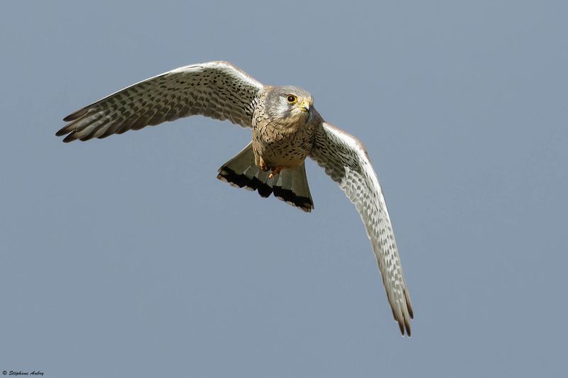 Faucon crcerelle, Falco tinnunculus