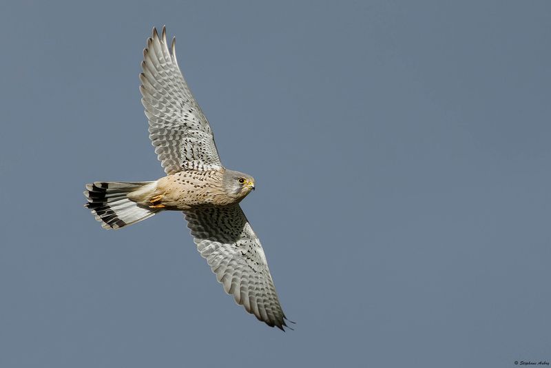 Faucon crcerelle, Falco tinnunculus