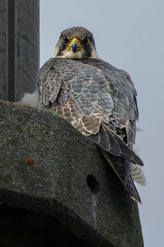Faucon plerin, Falco peregrinus 