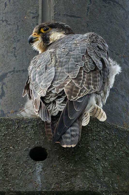 Faucon plerin, Falco peregrinus 