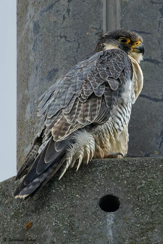 Faucon plerin, Falco peregrinus 