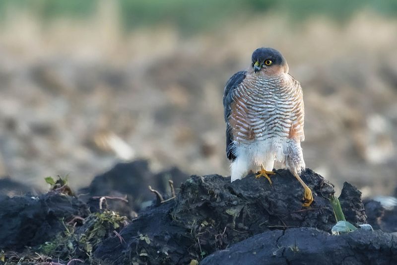 Epervier dEurope, Accipiter nisus