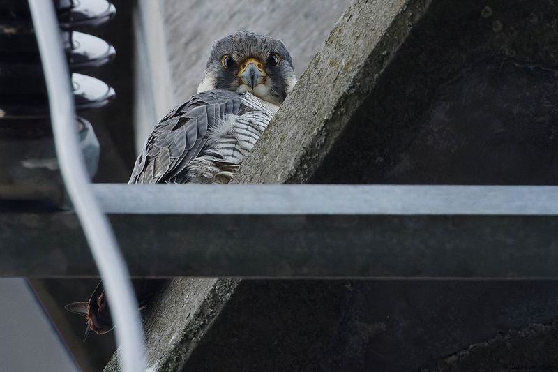Faucon plerin, Falco peregrinus