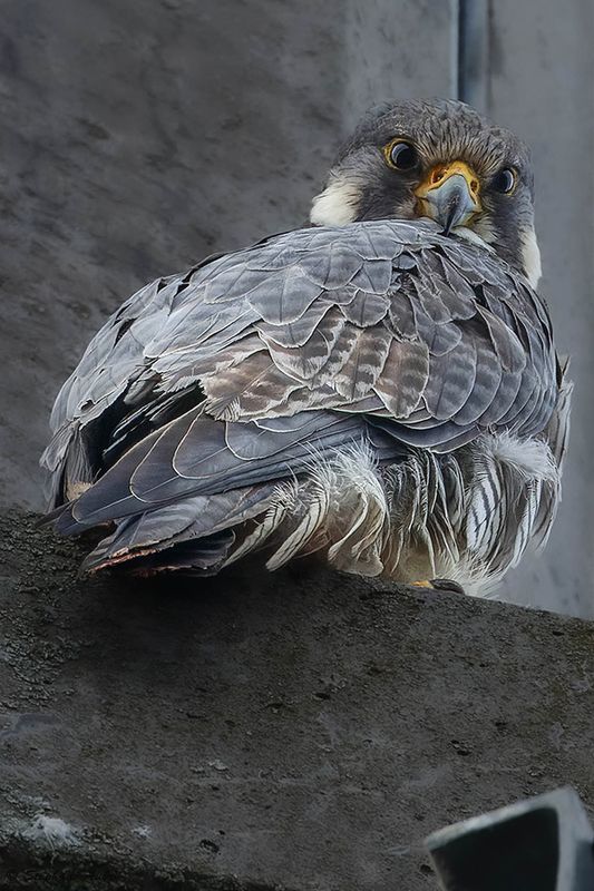 Faucon plerin, Falco peregrinus