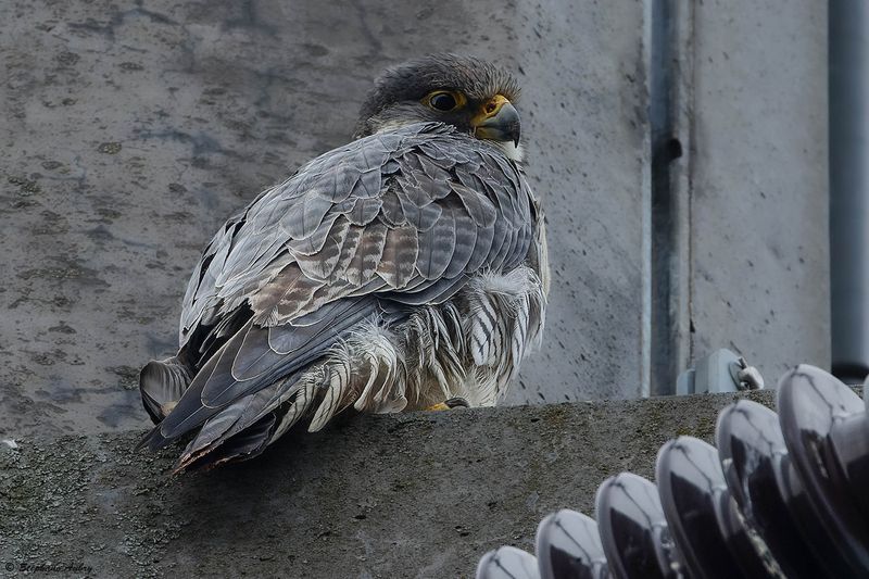 Faucon plerin, Falco peregrinus