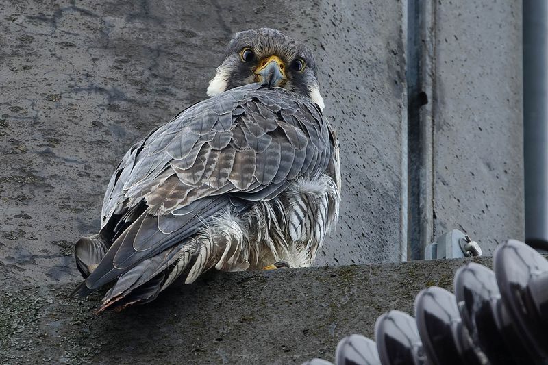 Faucon plerin, Falco peregrinus