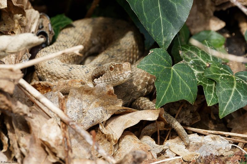 Vipre aspic, Vipera aspis aspis
