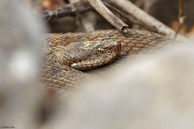 Vipre aspic, Vipera aspis aspis