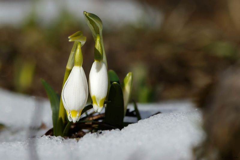 Leucojum vernum