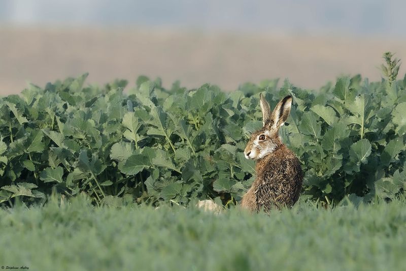 Livre dEurope, Lepus europaeus