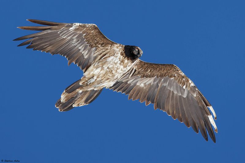 Gypate barbu, Gypaetus barbatus