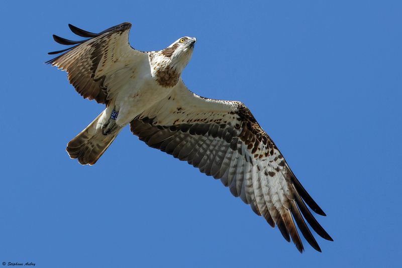 Balbuzard pcheur, Pandion haliaetus