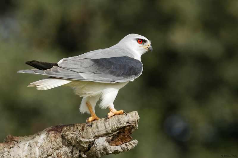 Elanion blanc, Elanus caeruleus