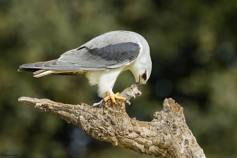 Elanion blanc, Elanus caeruleus