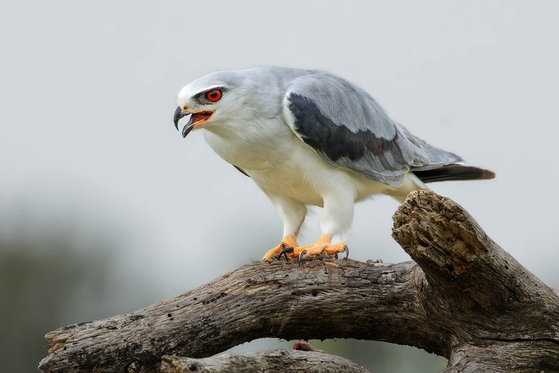 Elanion blanc, Elanus caeruleus