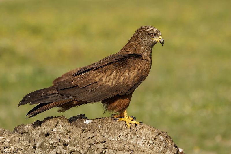 Milan noir, Milvus migrans