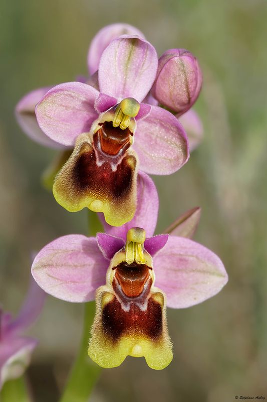 Ophrys tenthredinifera