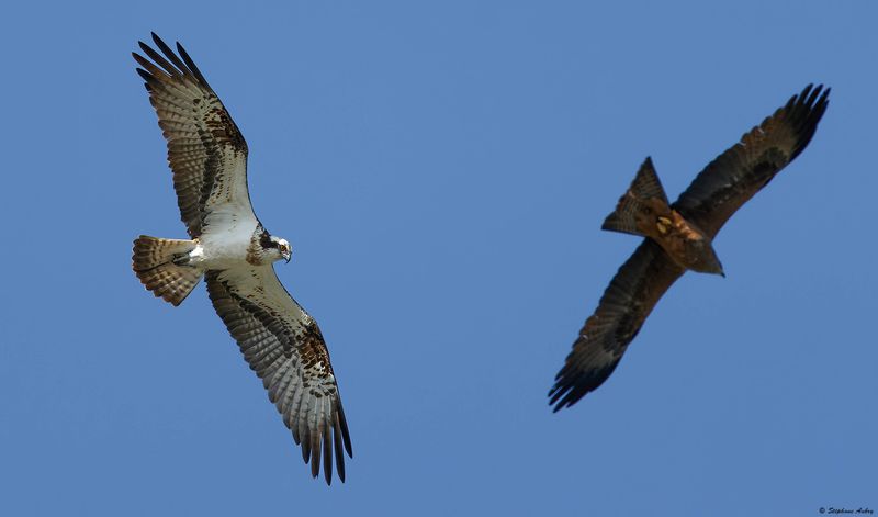 Balbuzard pcheur, Pandion haliaetus