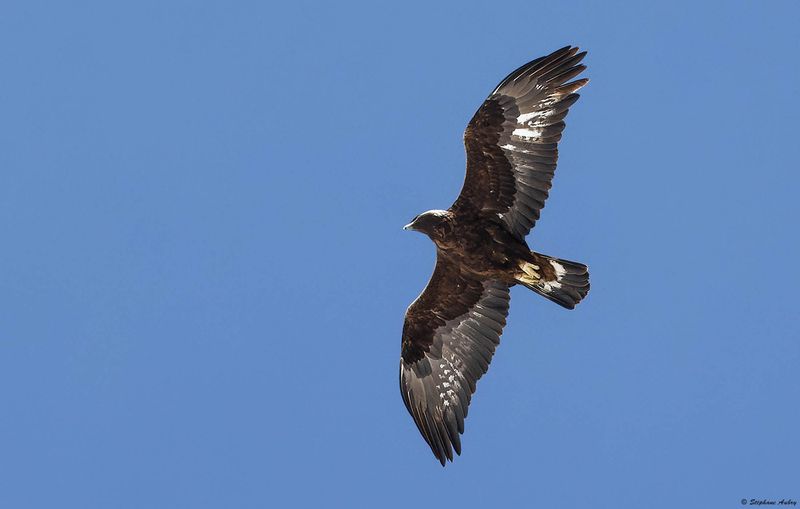 Aigle royal, Aquila chrysaetos
