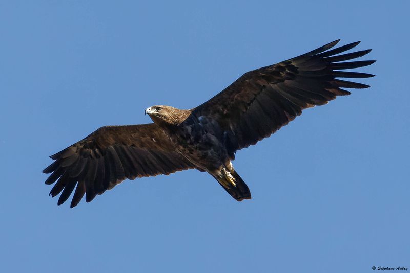 Aigle pomarin, Clanga pomarina