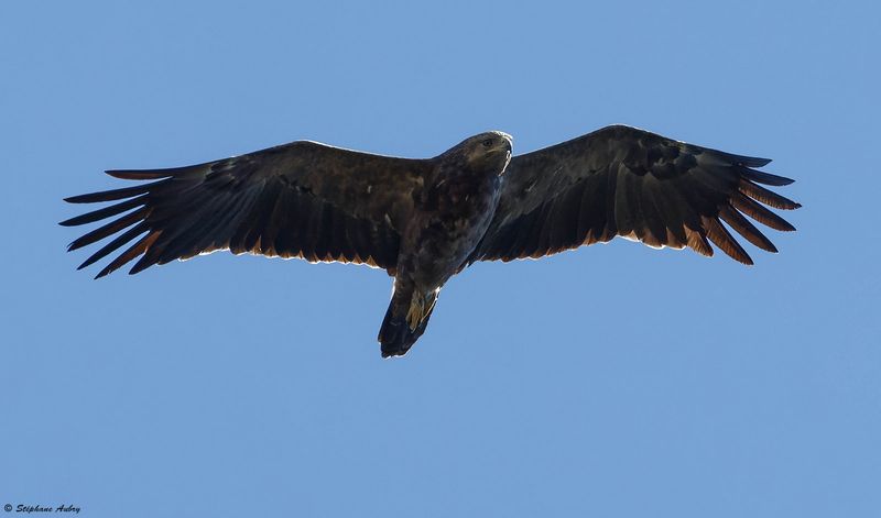 Aigle pomarin, Clanga pomarina