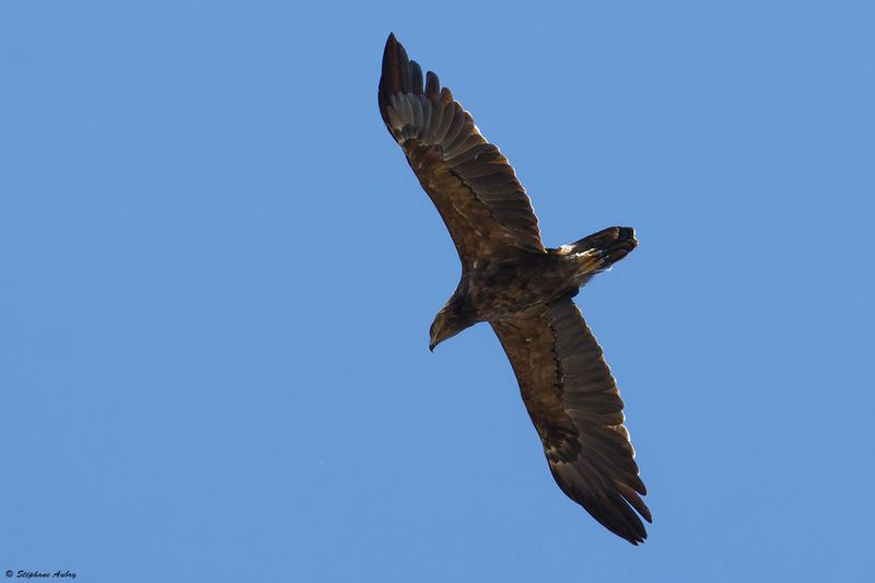 Aigle pomarin, Clanga pomarina