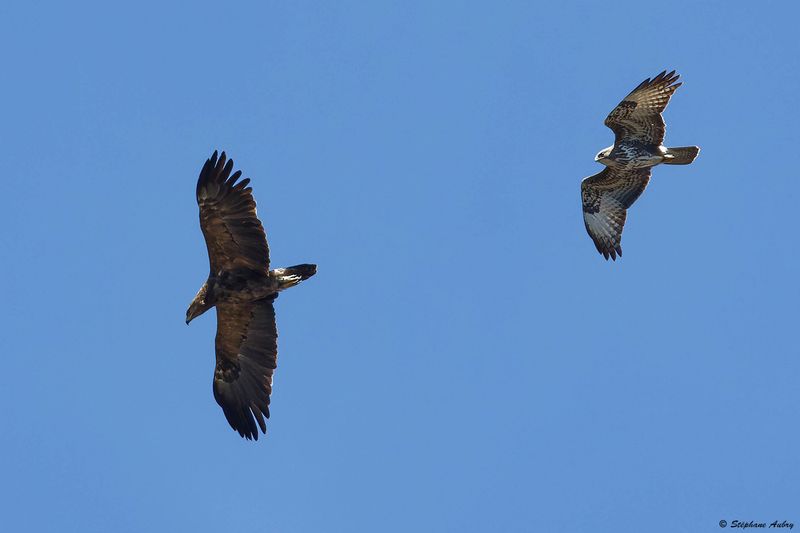 Aigle pomarin, Clanga pomarina