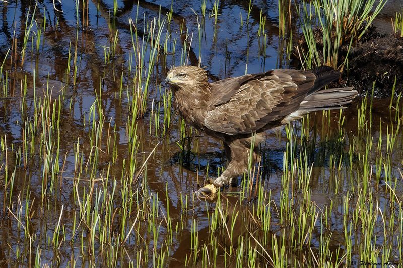 Aigle pomarin, Clanga pomarina